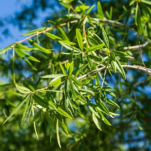 Deciduous Willow Oak Tree